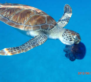 Každý den jsem pod vodou fotila želvičky