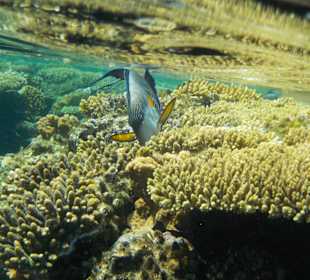 Schnorcheln Sharm el Sheikh