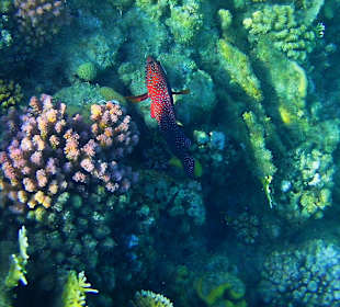 Schnorcheln Marsa Alam