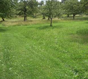 Premiumspazierweg Früchtetrauf-Leisawegle