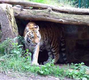 Tiger im Zoo