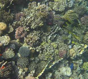 Hausriff vorm Prima Life Makadi