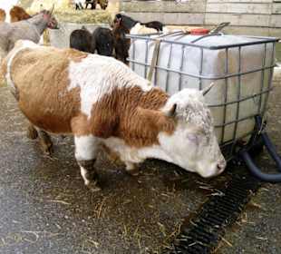 Gut Aiderbichl Mini-Kuh