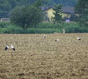 Wandern Moravske Toplice