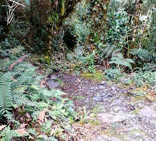 Podocarpus Nationalpark