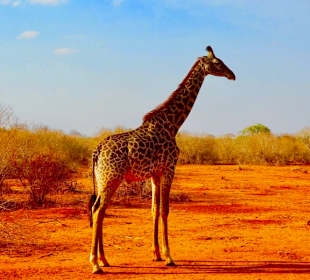 Maasai Giraffe
