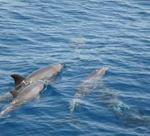 Ausflug mit dem Katamaran