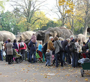 Besucher füttern Elefanten