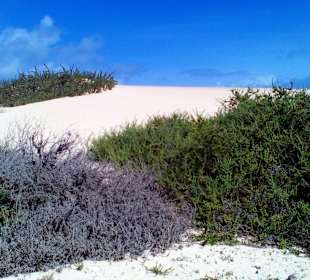 Parque Natural de las Dunas de Corralejo