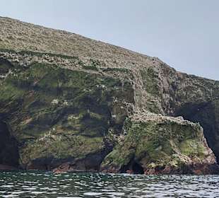 Ausflug Ballestas Inseln
