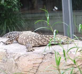 Zoobesuch bei Brisbane