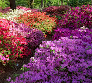 Hauptblüte im Rhododendronpark Bremen