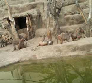 Spacer po zoo