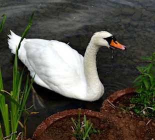Der Namensgeber des Teiches