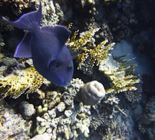 Blaustreifen-Drückerfisch