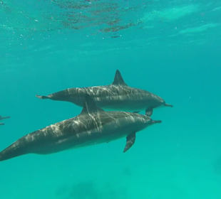 Schnorcheln Marsa Alam