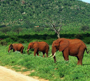 Die drei von der Tankstelle 