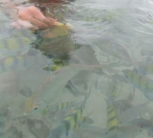 Jede Menge hungrige Fische