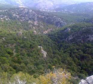 Forest 'linara' at Selakano
