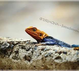 Ein faszinierendes Farbenspiel