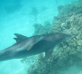 Delphinbaby mit Mama