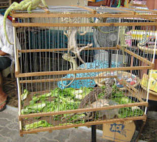 Acu Chamäleons kann man kaufen