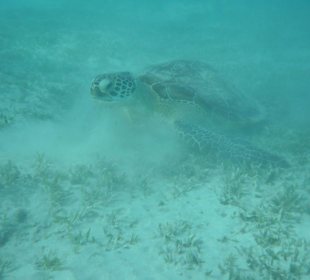 Grüne Meeresschildkröte (Chelonia mydas)