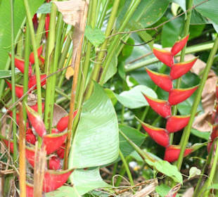 Toll, was auf Grenada so alles wild wächst