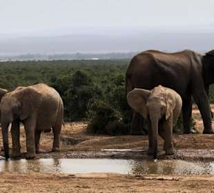 Addo Elephant Nationalpark