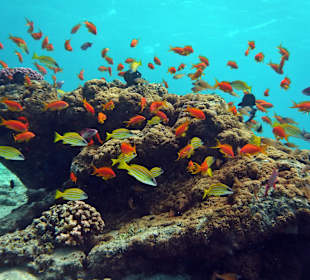 Korallenblock mit vielen bunten Fischen