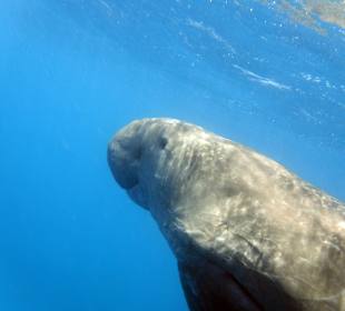 Schnorcheln Marsa Alam