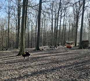 Wildpark Betzenberg in Kaiserslautern