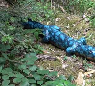 Dinosaurier Museum Altmühltal