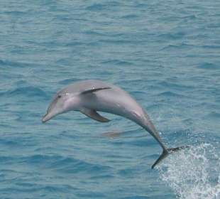 Delphin - Echt und in Farbe