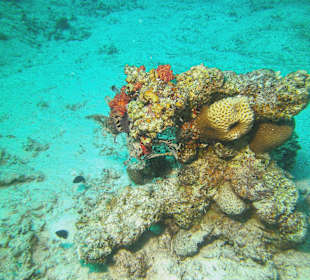 Tauchen bei der DiveConnection über Oototo gebucht