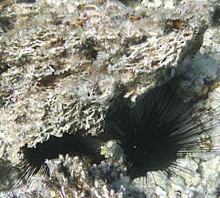 Schnorcheln Hurghada