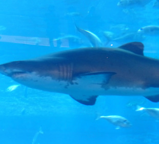 Mit dem Hai Auge in Auge