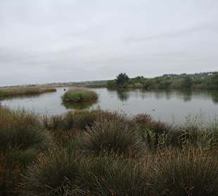 Wasserlandschaft im Naturschutzgebiet