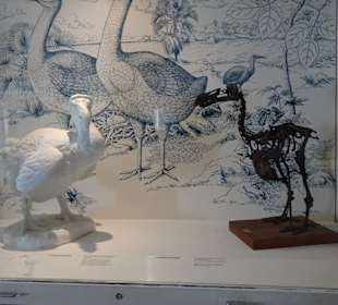 Die Rekonstruktion des Vogels Dodo