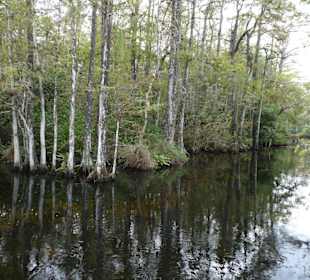 Cyprress National Preserve