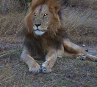 Masei Mara