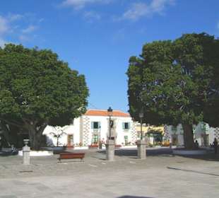 Mächtige, alte Bäume - Plaza de San Juan