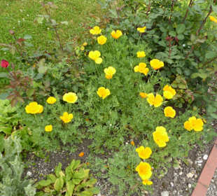 Prälatengarten