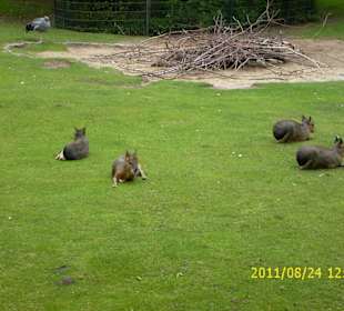 Besuch im Berliner Zoo
