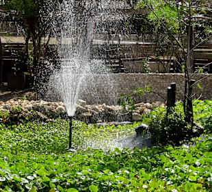 Impressionen vom Rundgang durch den Kräutergarten
