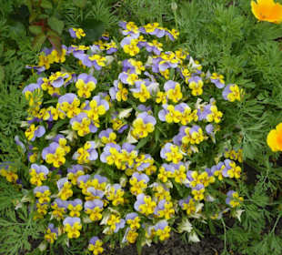 Prälatengarten