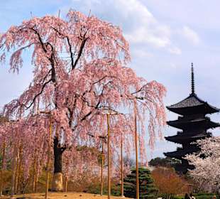 Hanami in dem Toji Temple nähe Mainstation
