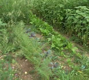 ALB-GOLD Naturgarten