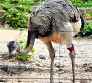 Nandu