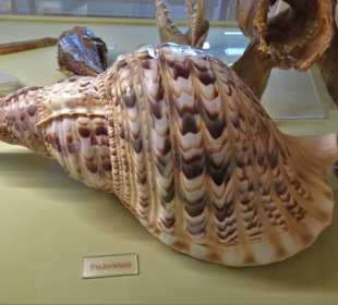 Rundgang durch das Muschelmuseum Wremen